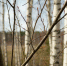 Минздрав зарегистрировал первую в мире вакцину против аллергии на пыльцу березы - ИА Общественная служба новостей