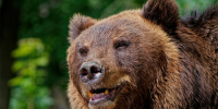 Изза медведей некоторые школы переводят на дистант - Amur.Life