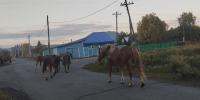 В Хакасии депутаты выступили с открытым письмом после гибели людей в ДТП - ИА Хакасия