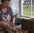 Под каждым кустом картошки — целый мешочек клубней: вот какой сорт сажаю ради щедрого урожая - ProDzer.Ru