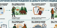 Вознаграждение за добычу медведя. - Северо-Енисейский муниципальный округ