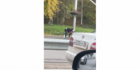 Житель Черемховского района случайно подстрелил себя из ружья во время рыбалки - IrkutskMedia.Ru