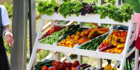Вегетарианские продукты на московских ярмарках: сезонный ассортимент и полезные находки - Вести Подмосковья