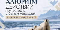 Алгоритм действий при встрече с белым медведем в населенном пункте. - Таймырский Долгано-Ненецкий район