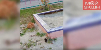 «А нам все равно!»: в Благовещенске невозмутимая крыса проигнорировала кота, который на нее охотился (ВИДЕО) - Asn24.Ru