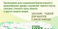 В Бурятии реализуется проект по сохранению манула - Министерство природных ресурсов и экологии