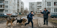 В Саратовской области планируют поймать свыше 12 тысяч одичавших животных - ИА Взгляд-инфо