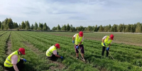 В Башкирии провели агротехнический уход на площади почти 20 тысяч гектаров - Аургазинский вестник