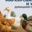 О маркировке домашней птицы - Администрация МО Калининский р-н