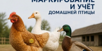 О маркировке домашней птицы - Администрация МО Калининский р-н