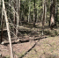 ОПГ попалась на нелегальной рубке леса в Нижегородской области - фото 1 - vGorodeN.Ru