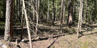 ОПГ попалась на нелегальной рубке леса в Нижегородской области - фото 1 - vGorodeN.Ru
