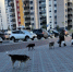 Бродячие собаки покусали пятерых детей в Карелии - Gubdaily.Ru
