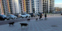 Бродячие собаки покусали пятерых детей в Карелии - Gubdaily.Ru