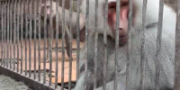 Правительство решило повысить штрафы, плохо будет брянским любителям шашлыка - Газета Брянские новости