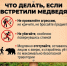 Что делать при встрече с медведем - памятка. - Город Дивногорск