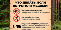 Что делать при встрече с медведем - памятка. - Город Дивногорск