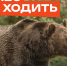 В лес не ходить! Там медведи!. - Козульский район