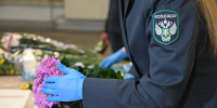 Опасного вредителя нашли в крупной партии китайских цветов в Приморье - КП Владивосток