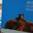 Подарок для юных натуралистов: в заповеднике «Хакасский» появилась книга о медведях - Заповедник Хакасский