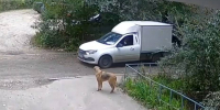 В мэрии Воронежа опровергли слухи об отстреле собак на улице Юлюса Янониса - РИА Воронеж