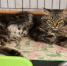 Молодожены из Новокузнецка заменили свадебные букеты кормом для приюта - Комсомольская Правда