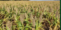 Сотрудники Центра приняли участие в мероприятии «День поля No-Till», состоявшемся на базе КФХ «Сериков А.А.» - Научный аграрный центр​