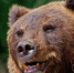 Медведь - Bankfax.Ru