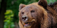 Медведь - Bankfax.Ru