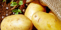 Фестиваль «Золотой картофель» в Люберцах: кулинарный батл, рекорд и угощения для всех — вход свободный - Chehov-Vid.Ru