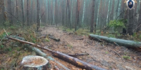 В Ичалках завершено расследование уголовного дела о незаконной рубке леса на 2,5 млн рублей - Следственный комитет