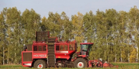 Сахарная свекла - Газета Бийский рабочий