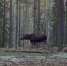 Неспешная прогулка лося попала на камеру заповедника в Марий Эл - Марийская правда