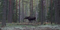 Неспешная прогулка лося попала на камеру заповедника в Марий Эл - Марийская правда