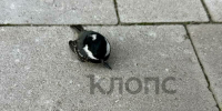 В Зеленоградске гуляющие у моря с ужасом наблюдали, как об окна многоэтажки разбились десятки птиц (фото)   - Новости Калининграда | Фото: предоставила Евгения - Klops.Ru