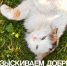 Кошечка, фото: Бургер Кинг - Ural56.Ru