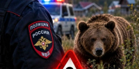 В Туве полицейские обезвредили медведя, находившегося в 40 м от жилых строений - ИА Тува-Онлайн