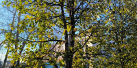 В Томске 2 октября столбики термометров поднимутся до +15°С - Комсомольская Правда