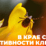 В Красноярском крае сезон активности клещей подходит к концу - Газета Пригород