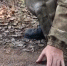 Следы медведя Кадры из видео - ChitaMedia