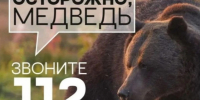 Памятка для жителей Уярского района: что делать при встрече с медведем.. - Уярский район