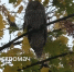 В Костроме стая ворон атаковала посланника из Хогвартса - K1News.Ru