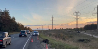 Водитель легковушки пострадал в ДТП из-за лося в Нижегородской области - фото 1 - vGorodeN.Ru