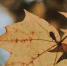 vertical-shot-yellow-leaf-sunny-day-with-blurred-natural-background - ТРК Щелково