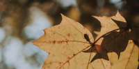 vertical-shot-yellow-leaf-sunny-day-with-blurred-natural-background - ТРК Щелково