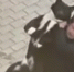 В Сыктывкаре установили личность мужчины, избившего собаку во дворе дома - ИА Комиинформ