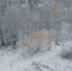 Фото "Заря Припечорья" - Syktyvkar.1istochnik.Ru
