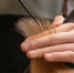 Астраханскому брадобрею велели превратить парикмахерскую обратно в квартиру - Punkt-a.info