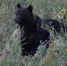 Медведь - Bankfax.Ru