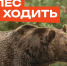 В лес не ходить! Там медведи!. - Козульский район